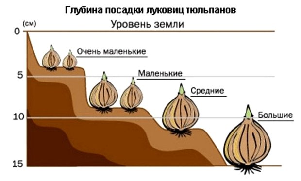 Рисунок - Тюльпаны